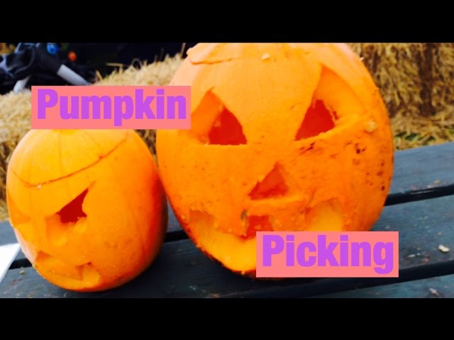 Pumpkin Picking - Erin A - class=