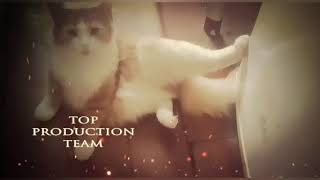 Будни фотомодели. Рыжая модель. Рыжий кот. Приколы с котами. Смешные животные. Будни фотомодели. Рыжая модель. Рыжий кот. Приколы с котами. Смешные животные.