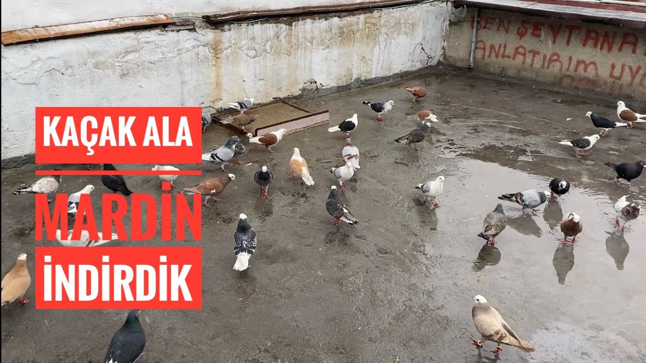 KAR YAĞARKEN GELEN KAÇAK ÇOK OYUNLU ALA MARDİN