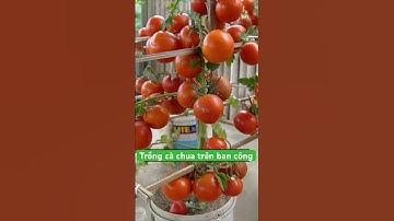 Cách trồng cà chua ở ban công cho nhiều trái