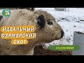 Идеальный фермерский скот. Галловеи - неприхотливые, сильные, мясные.