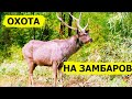 Охота на замбаров. В поисках охотничьих трофеев. (Охотник и рыболов)