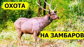 Охота на замбаров. В поисках охотничьих трофеев. (Охотник и рыболов)