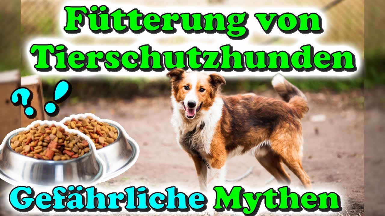 hundespielzeug zahnpflege Hundespielzeug, Strapazierfähiges Kauspielzeug Zahnpflege Fellnasenstube main image 0