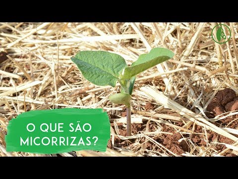 Vídeo: Rizoslides: Sistema De Crescimento Em Papel Para Fenotipagem Não Destrutiva E De Alto Rendimento Do Desenvolvimento Radicular Por Meio De Análise De Imagem