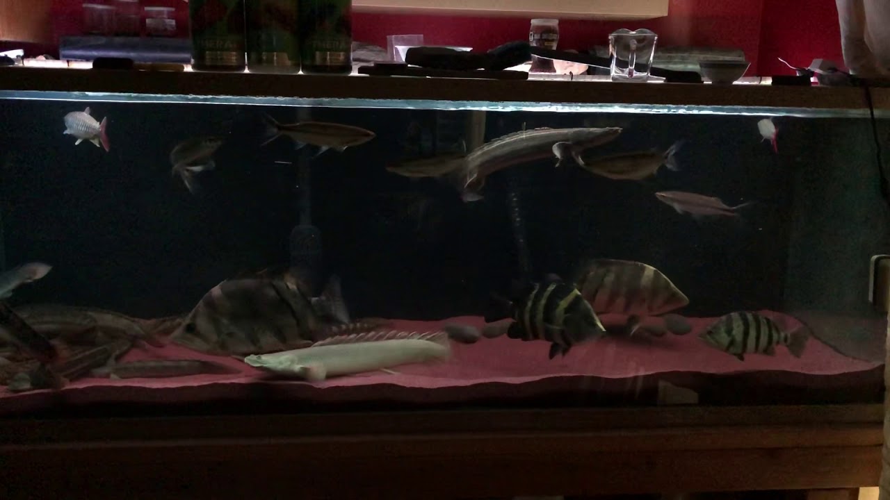 Sumatran NTT, NGT, AT,  Microlepis Datnoids :-)