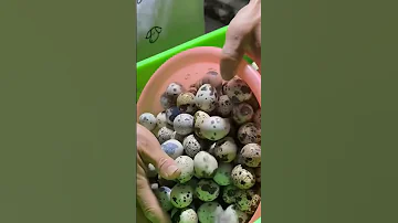 تربيه السمان من التجاره المربحه جدا 