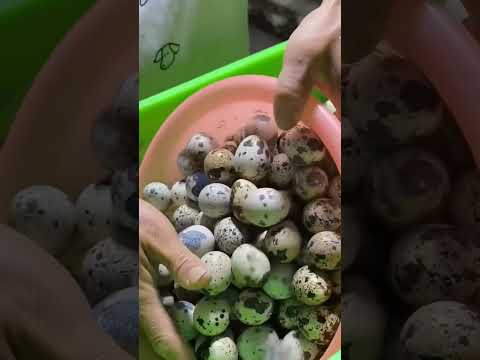 تربيه السمان من التجاره المربحه جدا