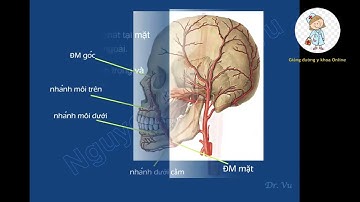 MẠCH MÁU VÙNG ĐẦU CỔ | TS. BS. NGUYỄN HOÀNG VŨ | Ôn thi SĐH 2023