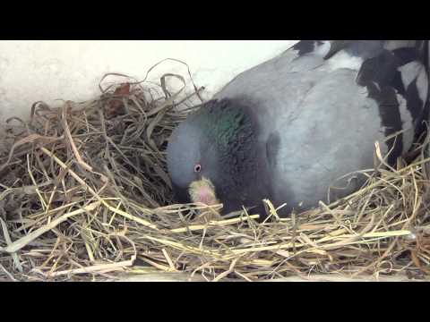 Thumb of Males And Females Make Pigeon Milk video
