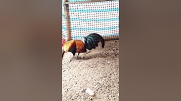 gà rừng mã vàng cực đẹp. qaib qus daj zoo nkauj tiag tiag