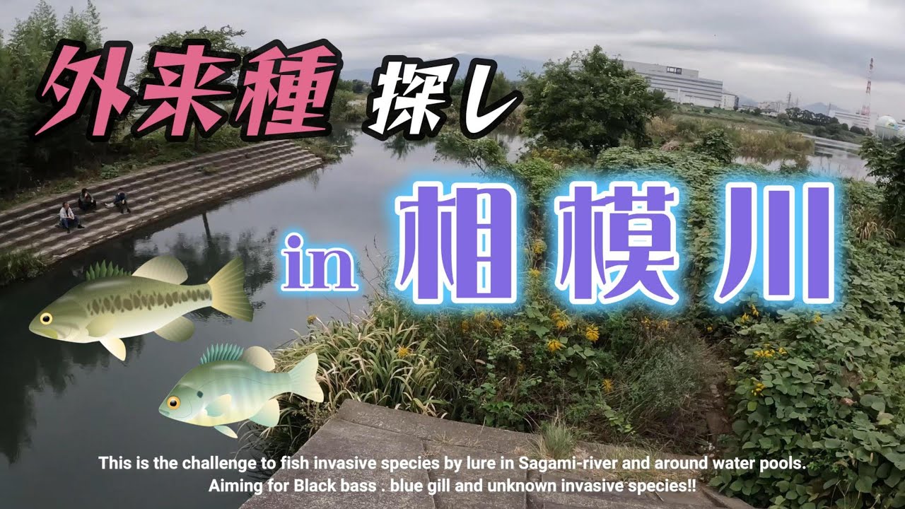 【バス&ギル釣り】外来種探し in相模川