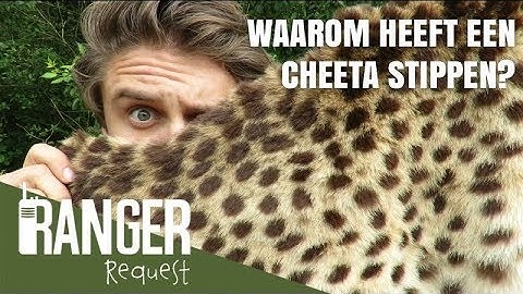 WAAROM HEEFT EEN CHEETA STIPPEN? | Ranger Request
