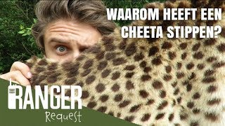WAAROM HEEFT EEN CHEETA STIPPEN? | Ranger Request