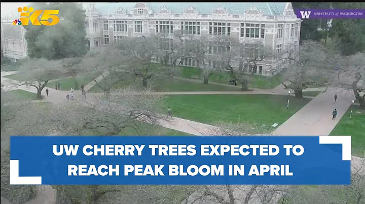 UW cherry trees expected to reach peak bloom in April