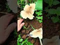 鸡枞菌 白蚁与真菌的完美合作大自然的馈赠 创作者中心 创作灵感 科普 野生菌 鸡枞菌 白蚁与真菌的完美合作大自然的馈赠 创作者中心 创作灵感 科普 野生菌