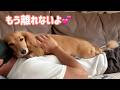 【9日間ずーっと一緒】お盆休みが待ち遠しかった甘えん坊犬がこちら💕【ミニチュアダックスフンド】