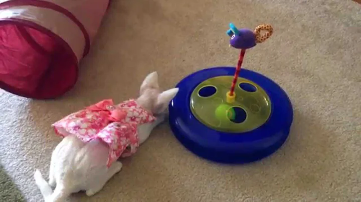 Watch the video about Devon Rex kitten in a cute pink dress playing with her Chase Ball Track