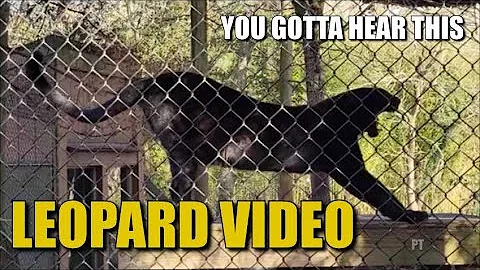 Leopard Videos From Our Trip To The Cohanzick Zoo ...