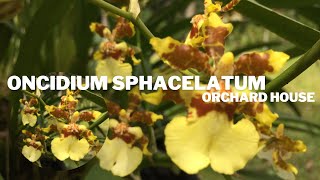 Oncidium Sphacelatum | Orchard House