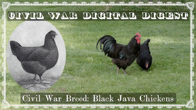 Chickens- White Langshan, Black Langshan, Buff Cochin 