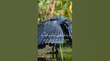 #قرأن _كريم#فلسطين #دعاء#أحداث_الساعة #المغرب#غزة_العزة #مصحف_التجويد #القدس #الجزيرة #الجميع #الكل