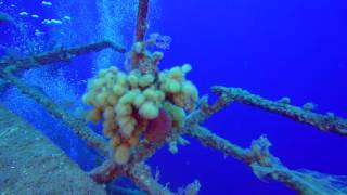 Zenobia Wreck - Cyprus - April 2016 - Orda Cave UW Speleology Center and Deep Travel Club