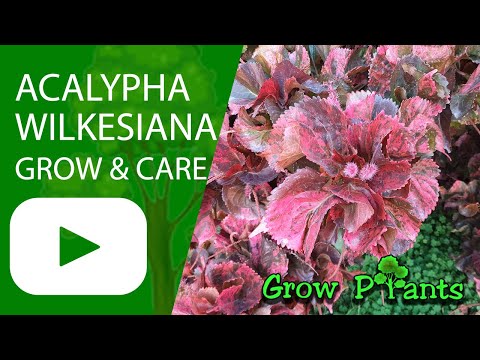 Acalypha wilkesiana - grow & care (Flamengueira)