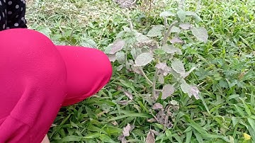 NHững tác dụng kỳ lạ của cây vòi voi