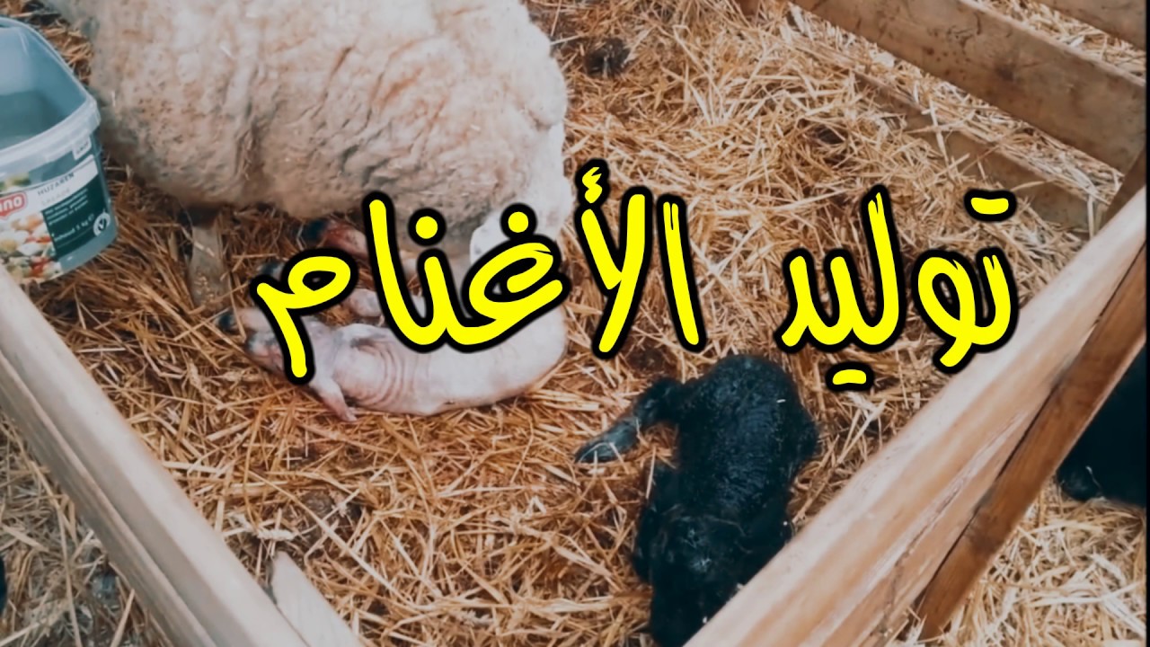 توليد ولادة الاغنام Youtube