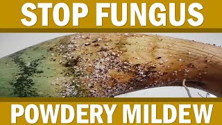 Stop Powdery Mildew / Fungus Before it Kills Your SnakePlants / Sansevieria