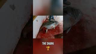 MASSIVE Mako Shark Sighting: You Won't Believe This! #shorts