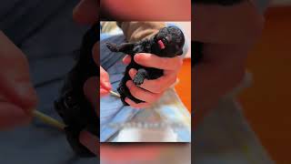 Dumped Puppy Gets New Life