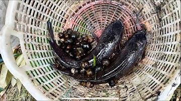 LONG-TERM DRAIN CATCHING A PAIR OF 2-Kilogram Giant Snakehead Fish - CHÒI LÁ QUE # T 94