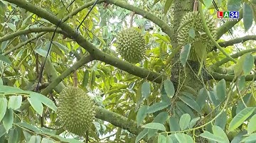 Xã Tân Lập phát triển vùng chuyên canh cây ăn trái | LONG AN TV