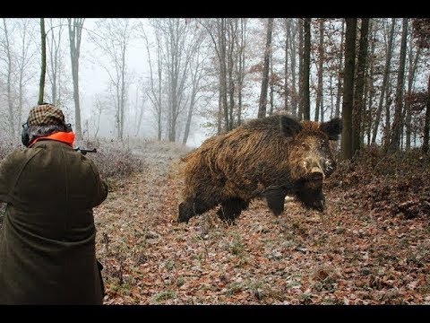 Top 10 Slow Motion Shots ever - საუკეთესო სროლის მომენტები - Wild Boar Hunting