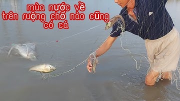Giăng Lưới Mùa Nước Nổi,tới mùa nước sách lưới ra đồng tí là có ăn | vui miền tây vlog