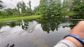 Florida Alligator Charges Fisherman