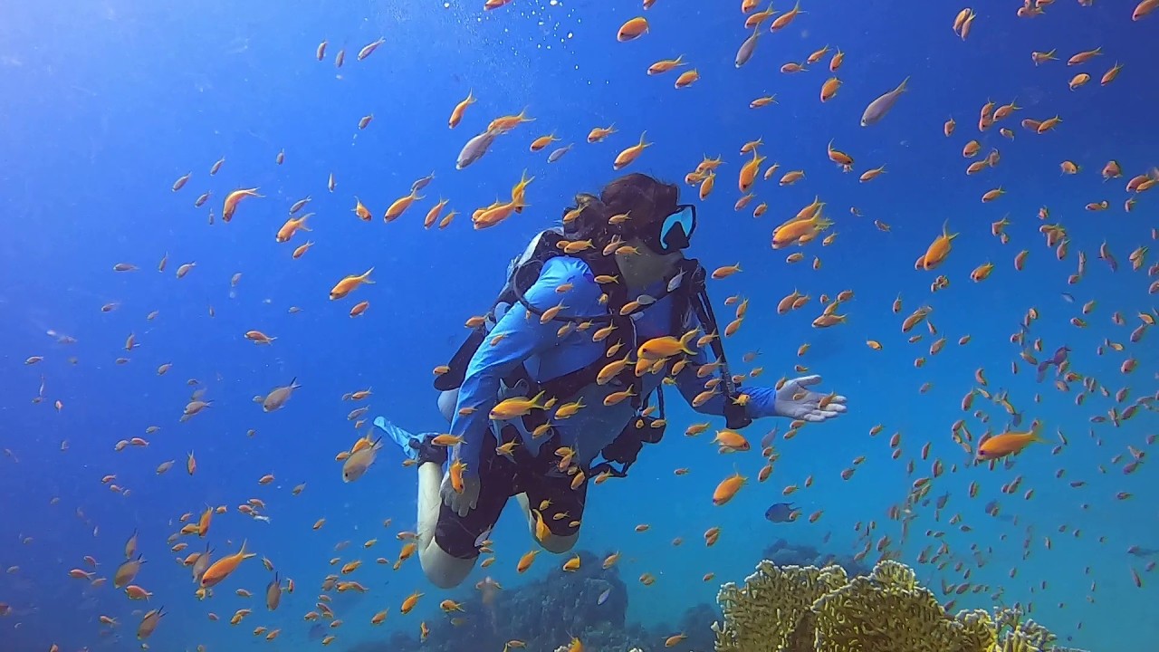 Emperor Elite, South Red Sea Egypt