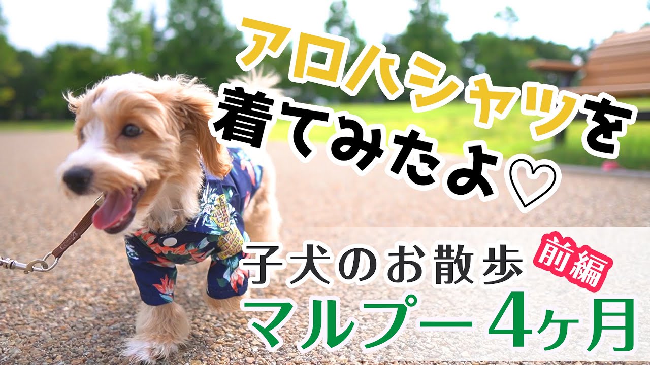 4ヶ月マルプーの子犬お散歩【前編】♪アロハシャツを着て草むらをクンクン♪ YouTube