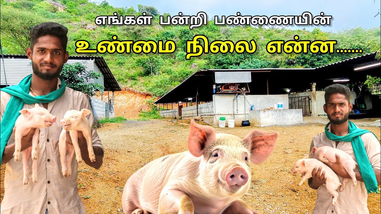 எங்கள் பன்றிப் பண்ணையின் உண்மை நிலை என்ன? Our pig Full review 