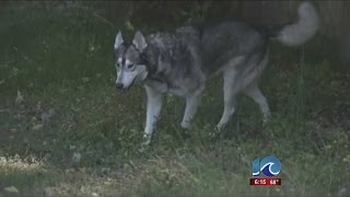 Famous Erin Kelly reports on wolf-dog attack in Williamsburg Wealth