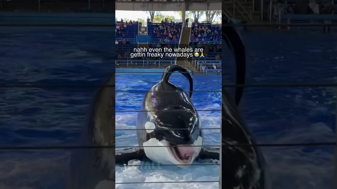 Freaky Ahh Whale 