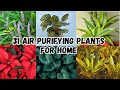 31 Air Purifying Plants For Home | Plants That Clean The Air | Houseplants