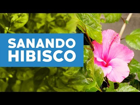 Video: Problemas de plagas del hibisco: insectos comunes que se alimentan del hibisco en los jardines