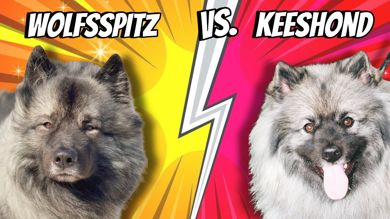 Wolfsspitz vs. Keeshond 👉🏻 Der Unterschied kurz erklärt ✅