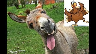 Video-Miniaturansicht von „El Pavo y El Burro - Los Hijos Del Rey (Merengue Navideño)“