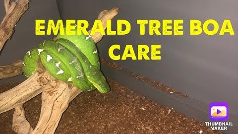 How To Care For An EMERALD TREE BOA!
