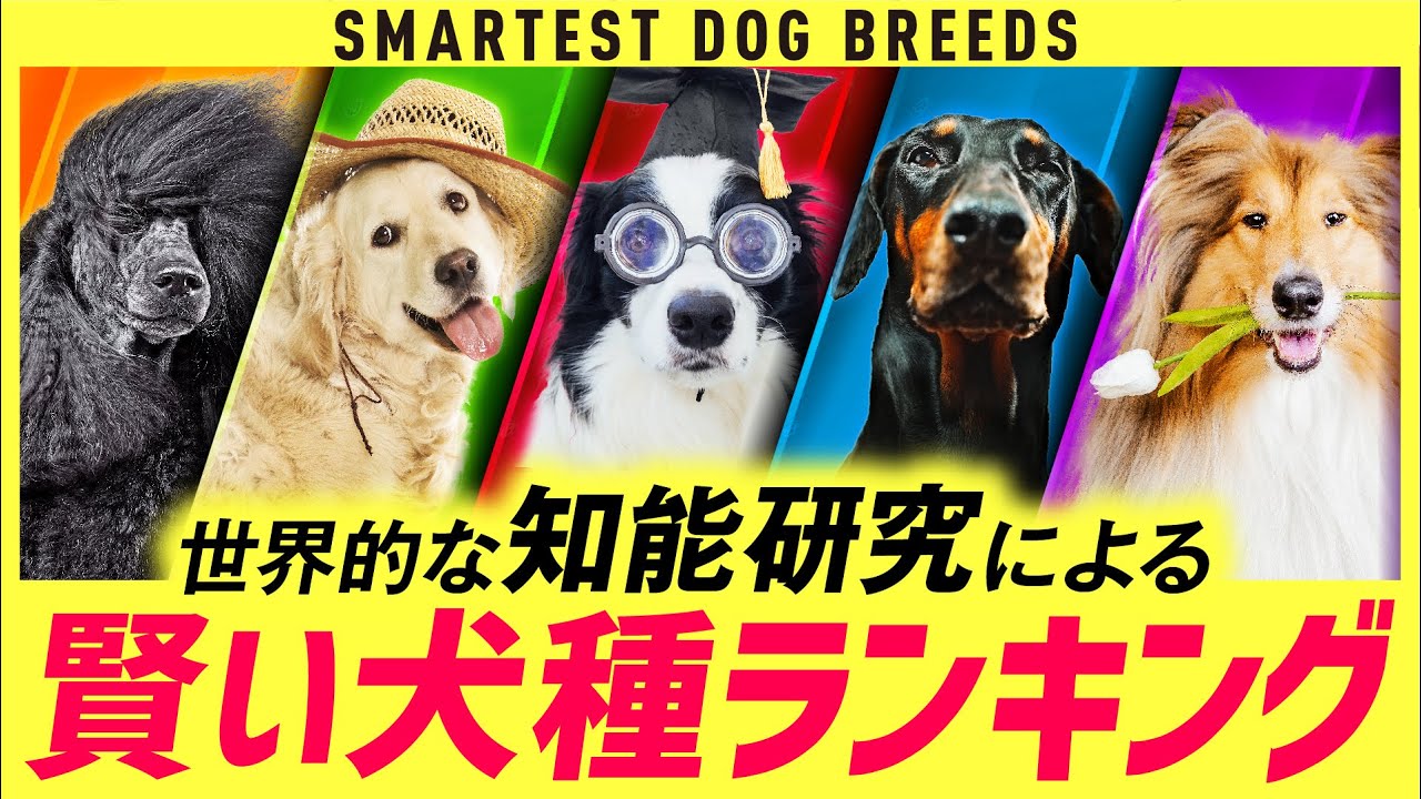 Top 11 Fastest Dog Breeds In The World Estimated Youtube