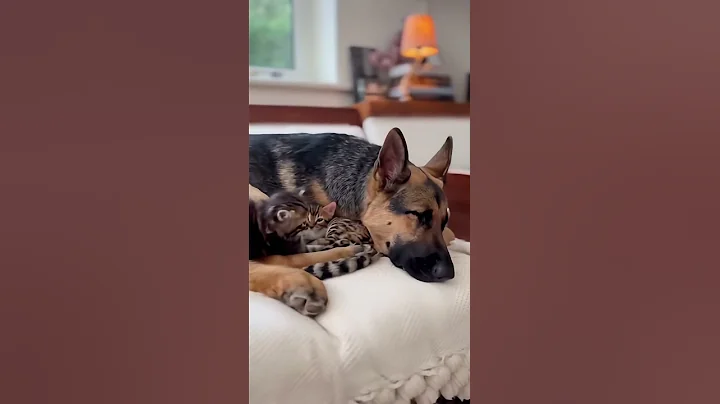 Video 11247331: tiny maine coon kitten, maine coon kitten sleeping, bengal kitten, sweet cat